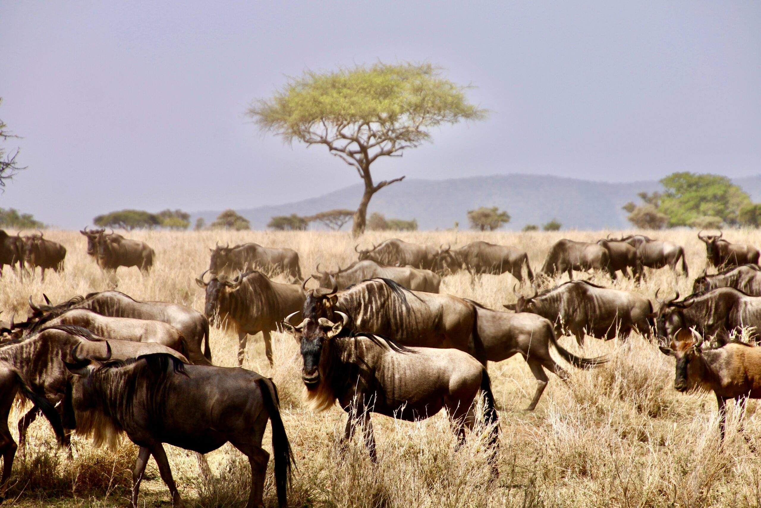 parcul national serengeti tanzania