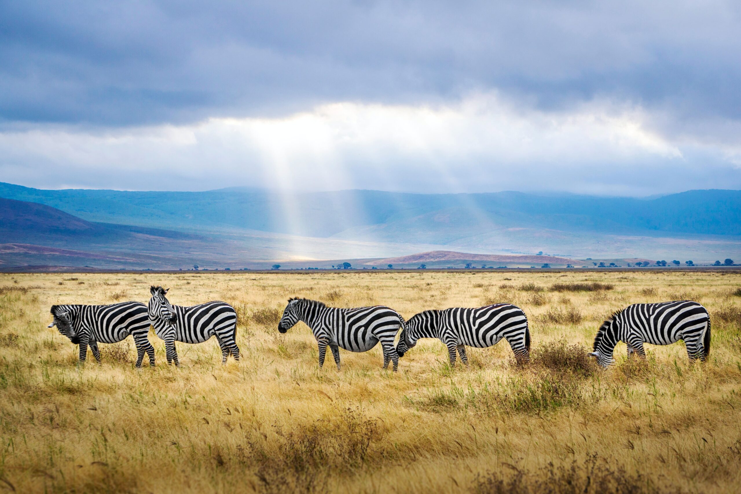 zebras in Tanzania
